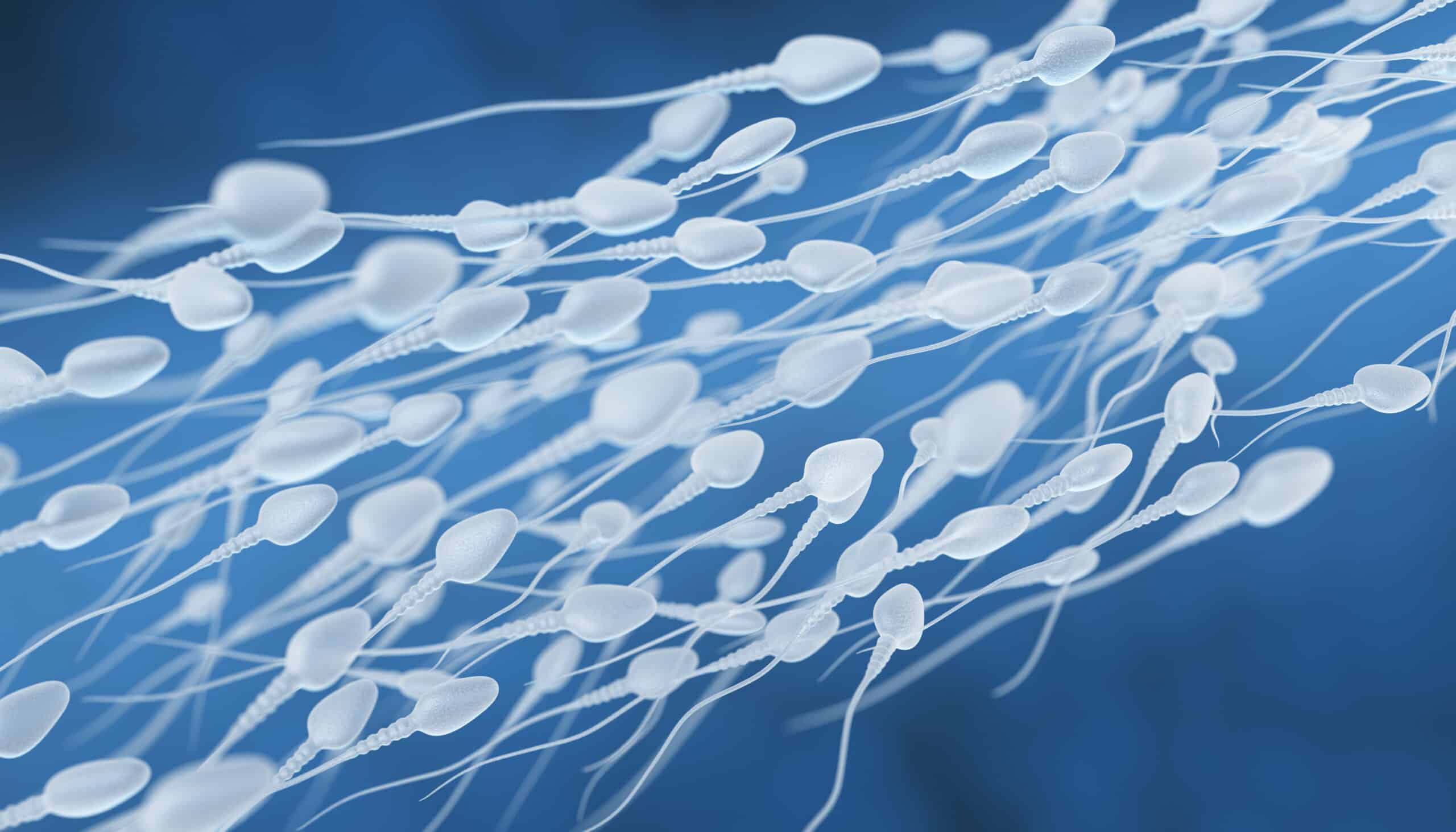 human sperm flow 2021 08 26 15 33 00 utc scaled