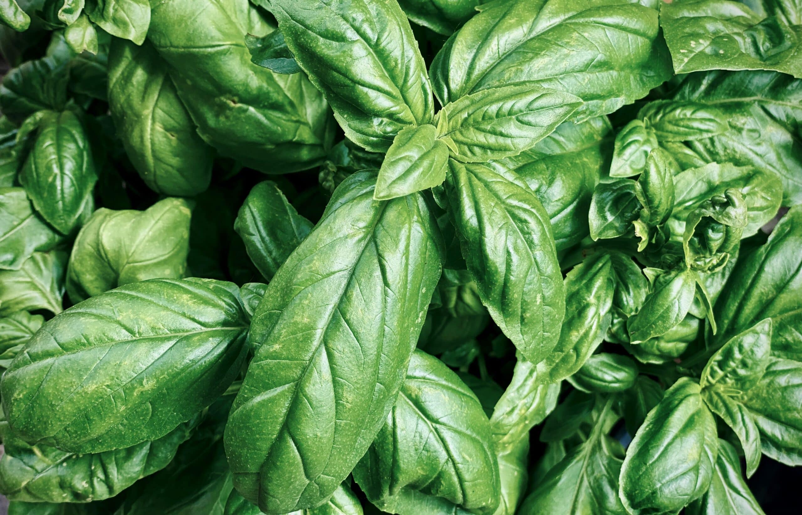 close up photo of fresh basil italian basilico 2022 11 04 02 34 07 utc scaled