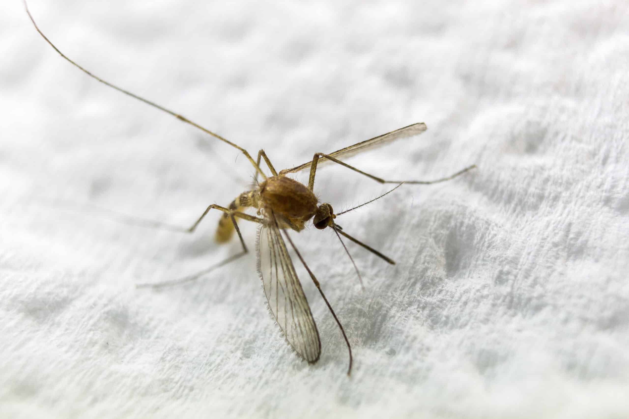 closeup shot of a mosquito on a soft cloth 2023 01 18 08 28 06 utc scaled