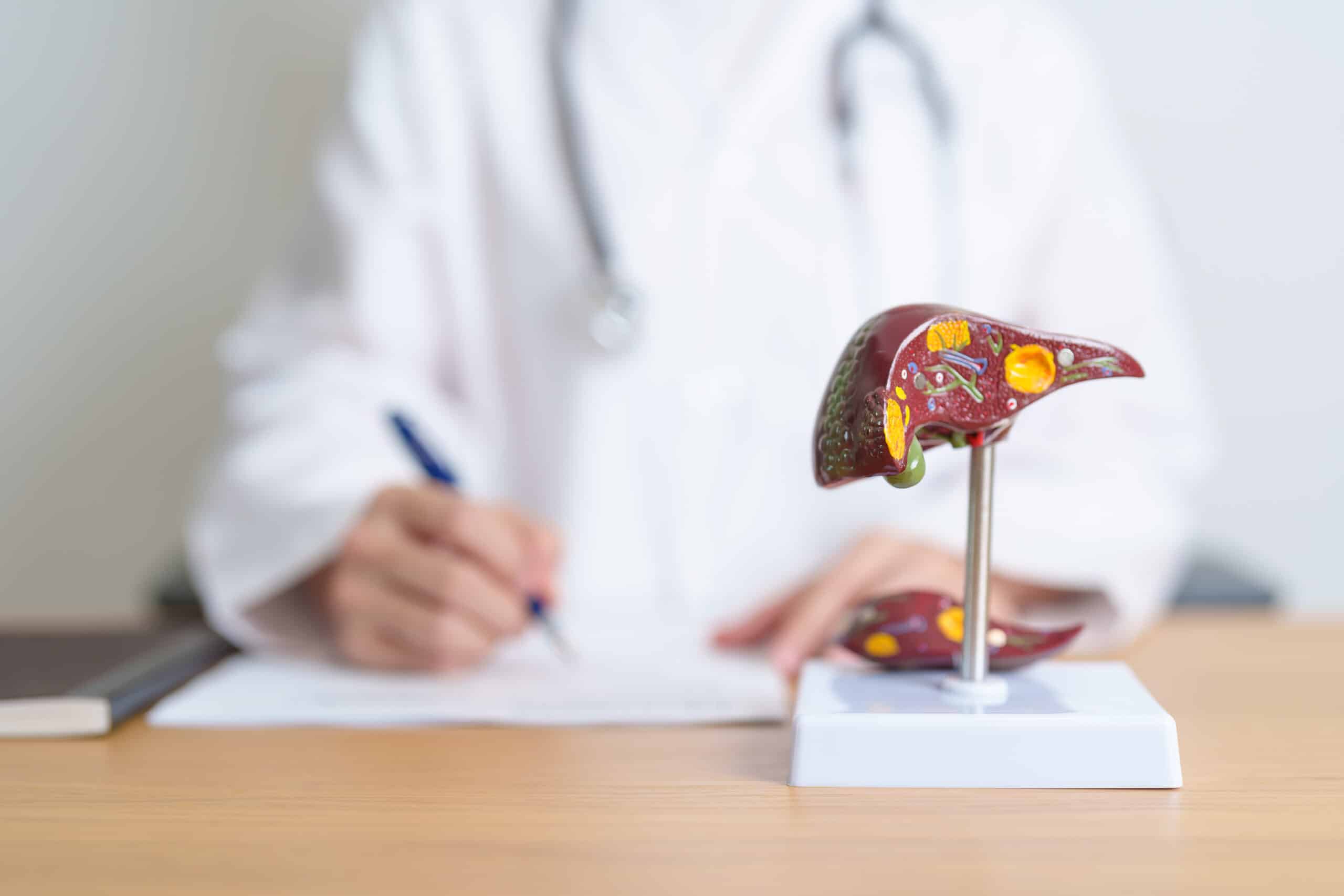 doctor with human liver anatomy model liver cance 2023 06 19 23 39 27 utc scaled