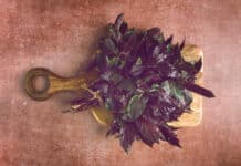 fresh bouquet of purple basil, top view, on a brown background,