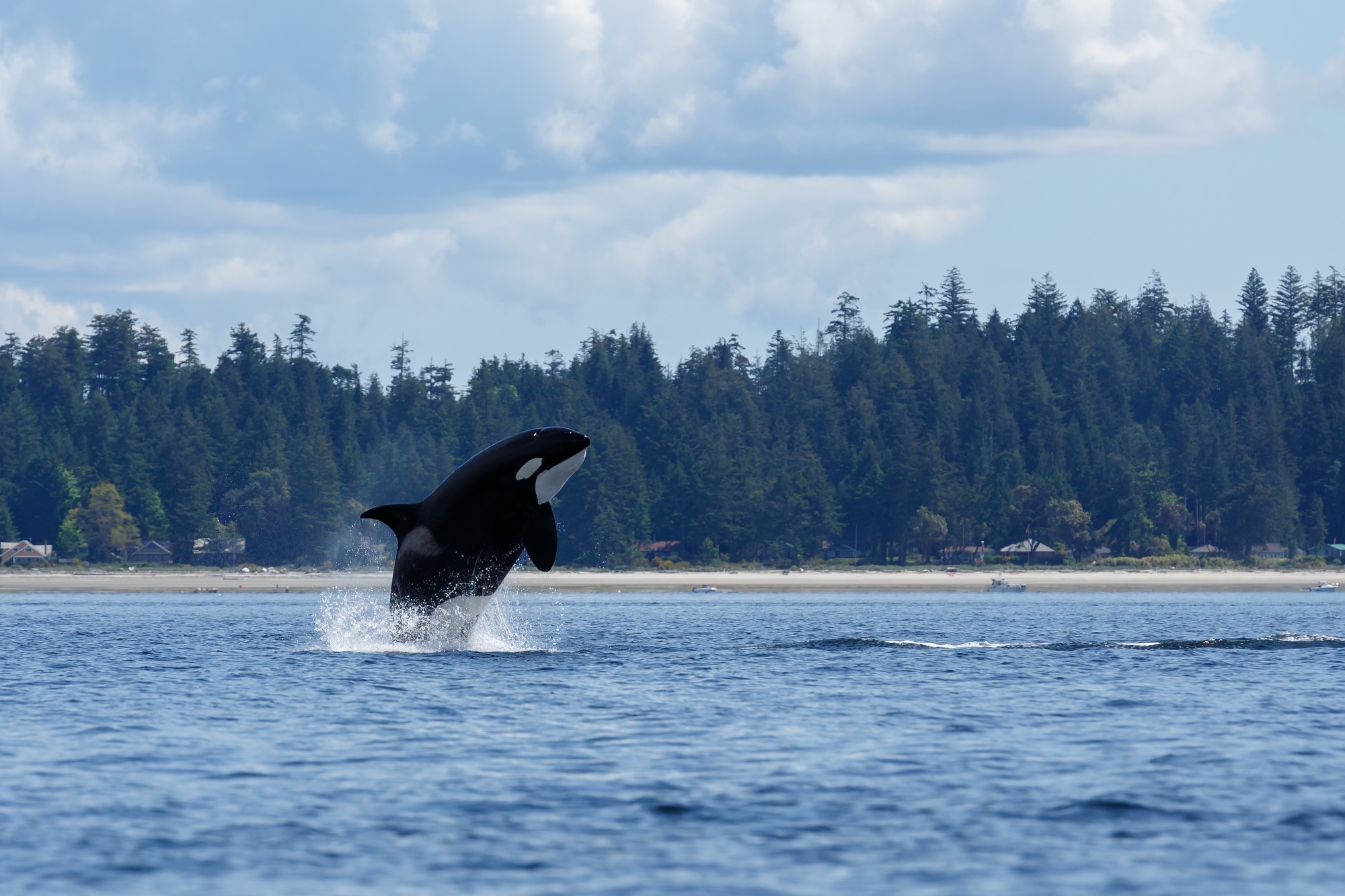 orca depositphotos 126740776