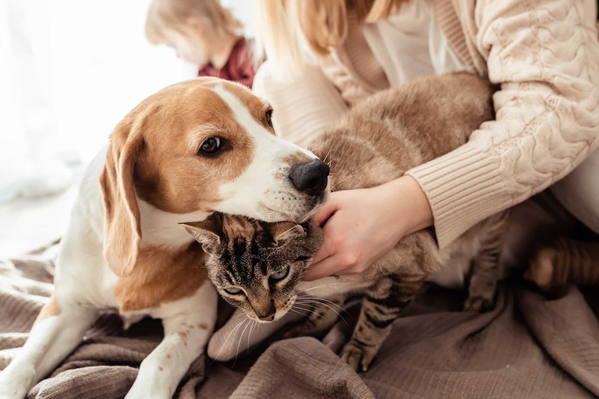 Cat and dog friendship. Beagle dog lying together with his cat friend on cozy blanket at home