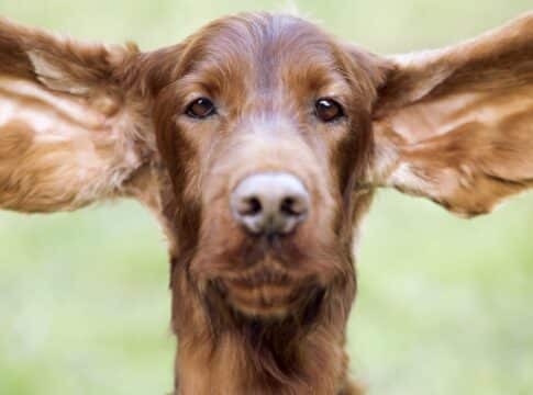 Funny dog ears