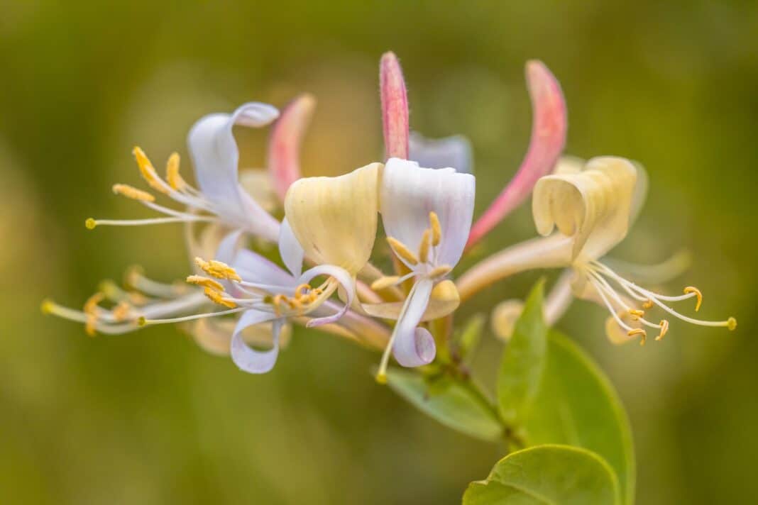 Perfoliate honeysuckle close up