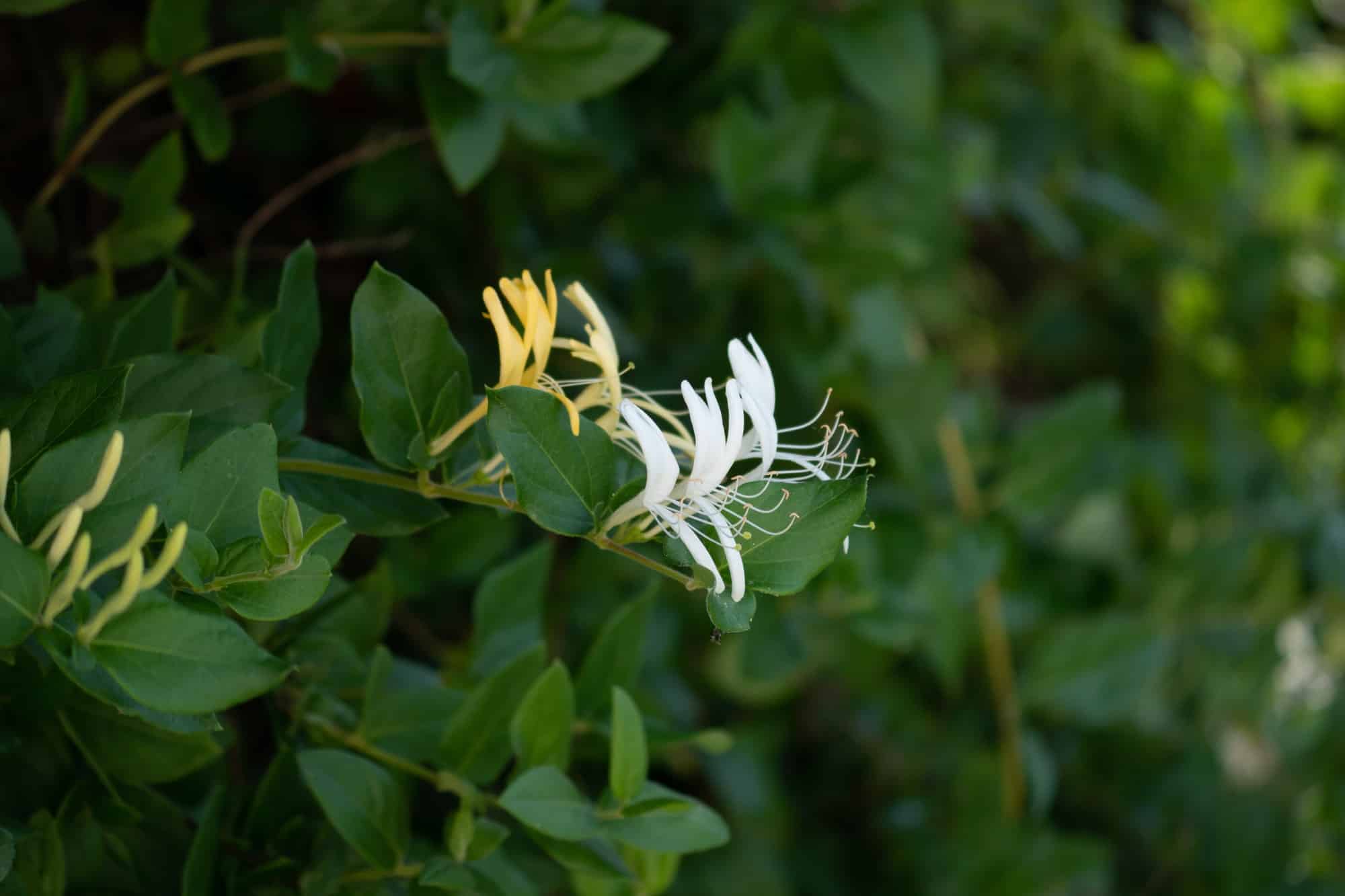 Soft focus of Japanese honeysuckle flowers blooming at a garden