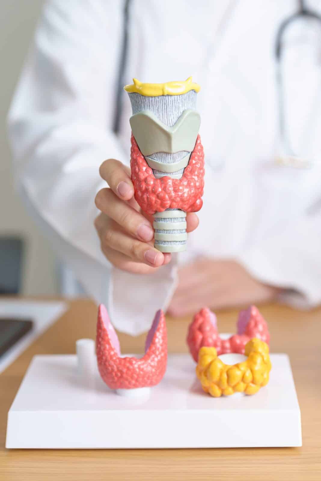 Doctor with human Thyroid anatomy model.