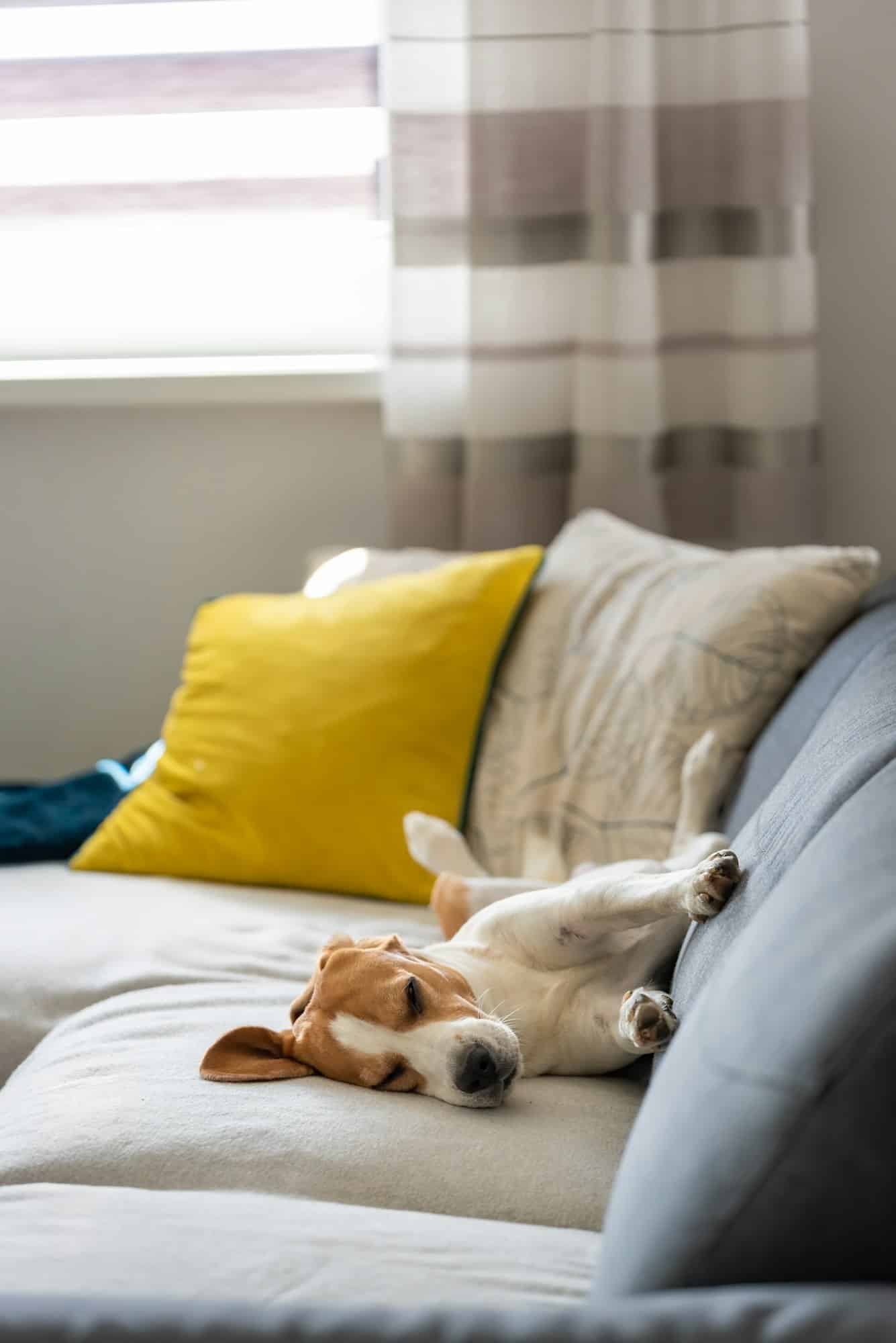 Ναι, ο σκύλος σας ξέρει πότε έχετε άγχος – και το νιώθει και αυτός 