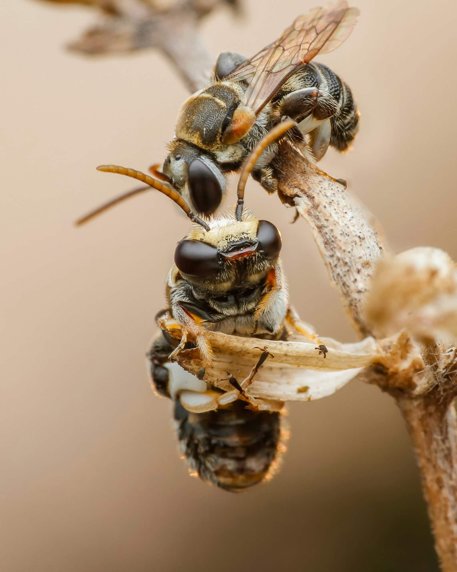 Μέλισσες: Πώς «μαρτυρούν» την υγεία των κατοίκων μιας πόλης