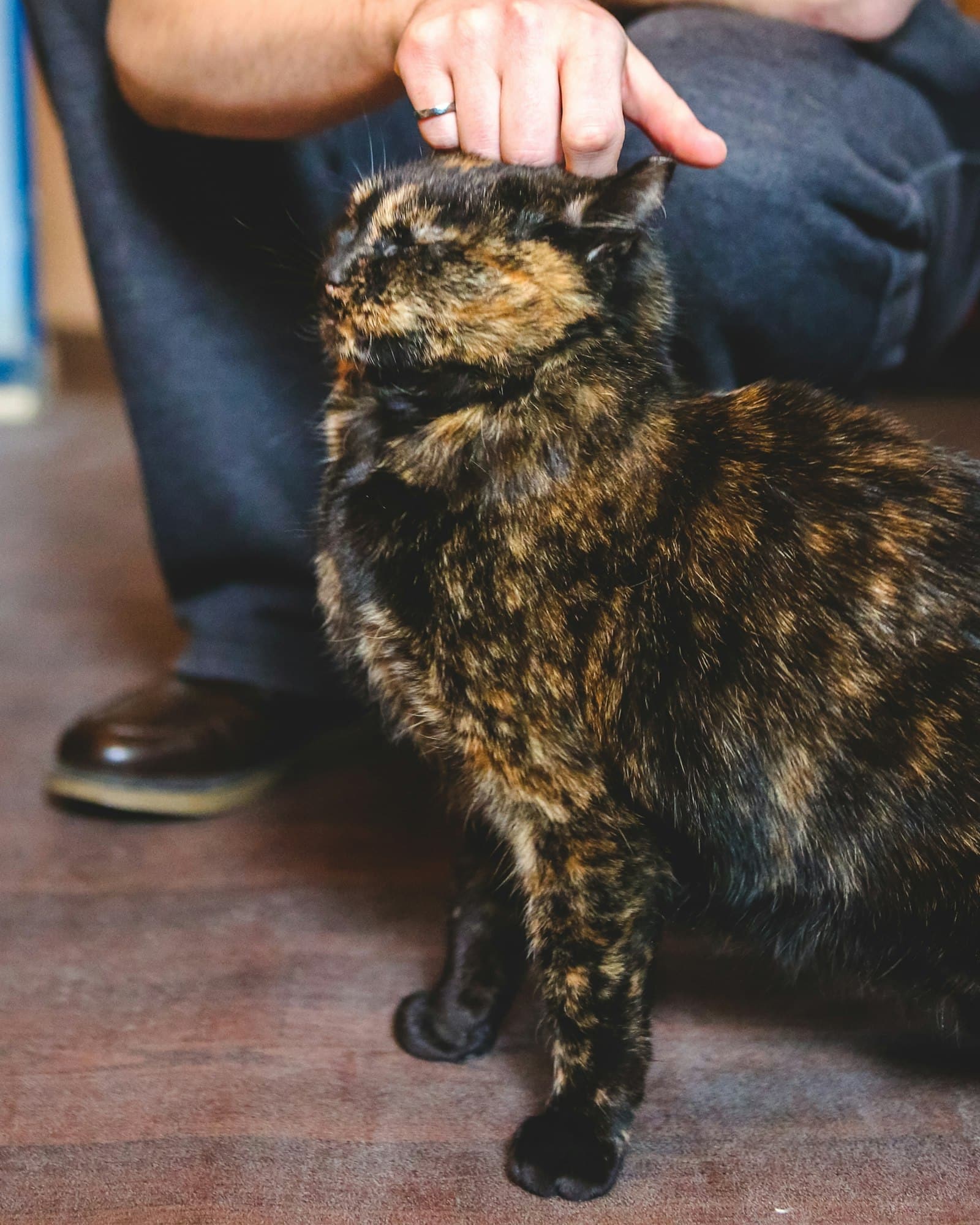 Pet Therapy: Η θεραπεία από τα ζωάκια