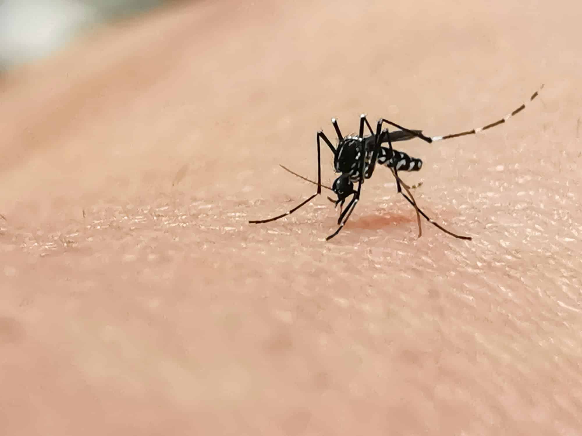 Τσιμπήματα: Τι με δάγκωσε; Εντοπίστε αυτά τα 13 συμπτώματα από ζωύφια