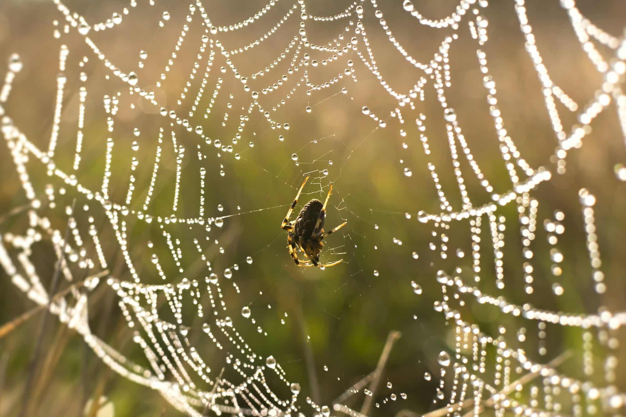 Spider droplet web.