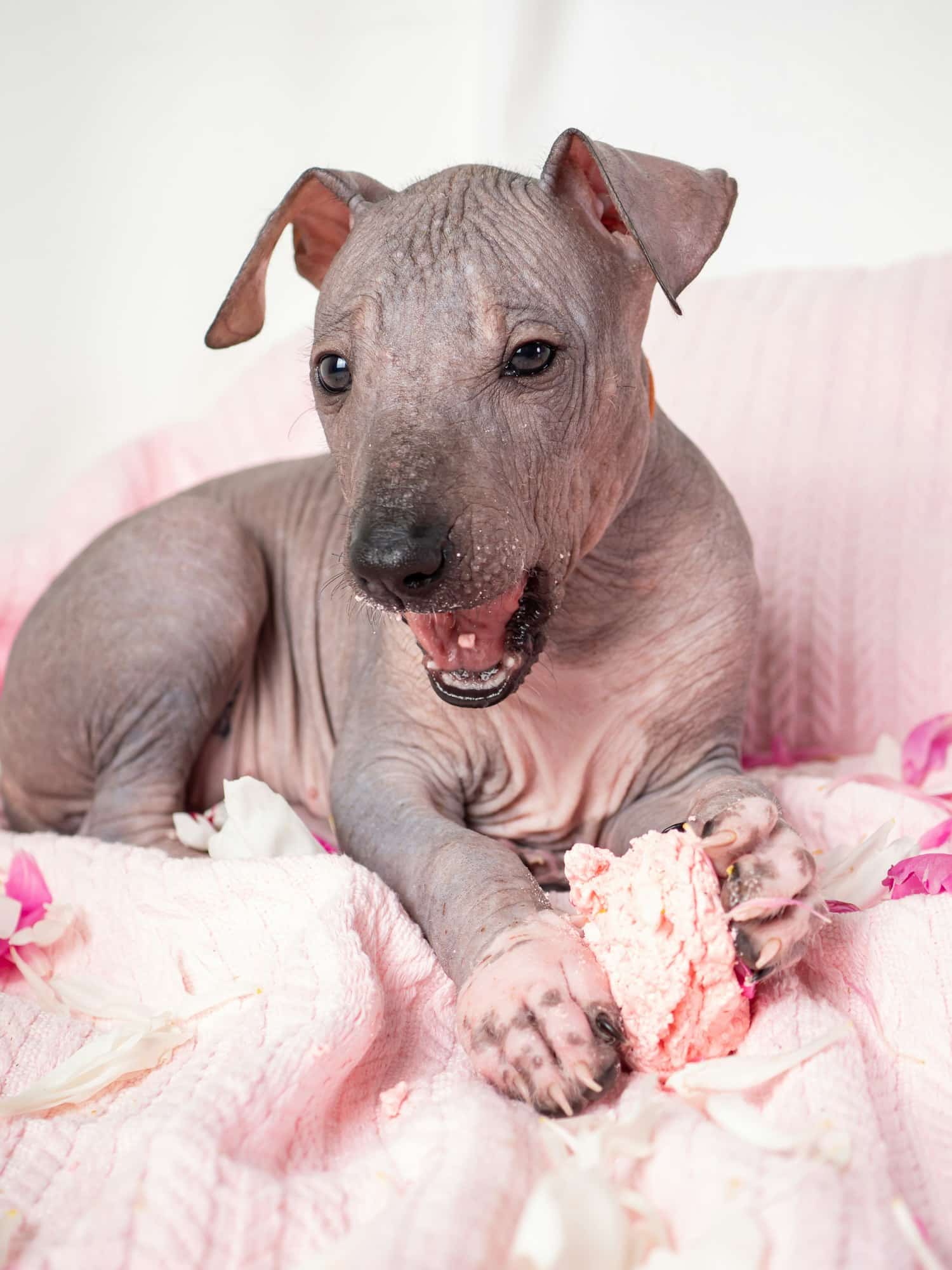 ci bach y xoloitzcuintli bridia ydy a iawn ' n giwt ci nodweddion y brid ci heb gwlân