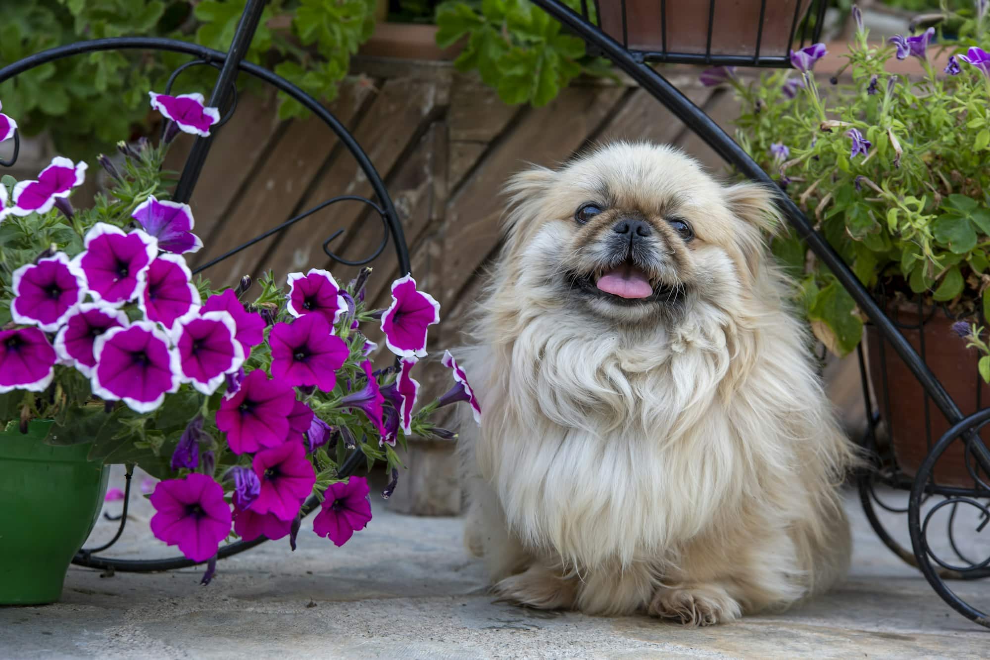 Cute pekingese dog in garden