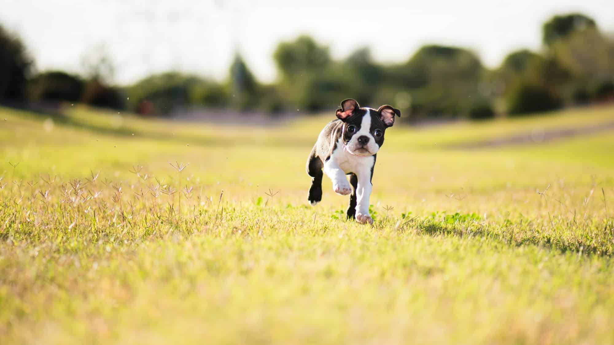 Running Boston Terrier Puppy