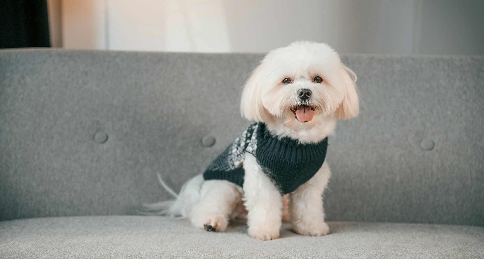 Sitting on the sofa. Cute maltese dog is indoors in domestic room