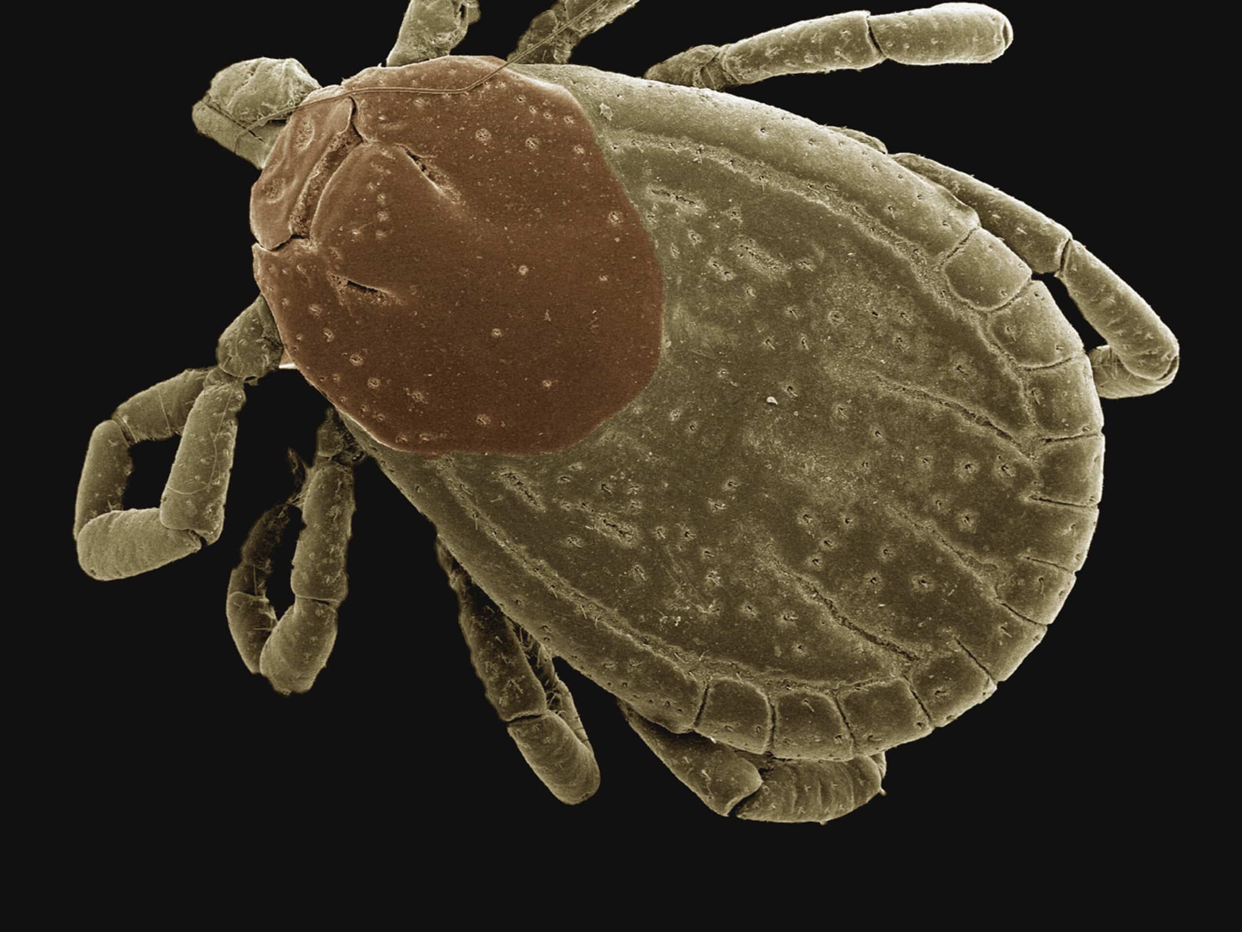 extreme closeup of a tick on a dark background 2025 04 05 00 56 55 utc scaled